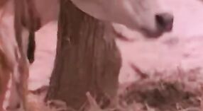 పెద్ద వక్షోజాలను కలిగి ఉన్న భారతీయ చిత్రంలో దేవికాస్ ఇంద్రియ ప్రదర్శన 5 మిన్ 00 సెకను